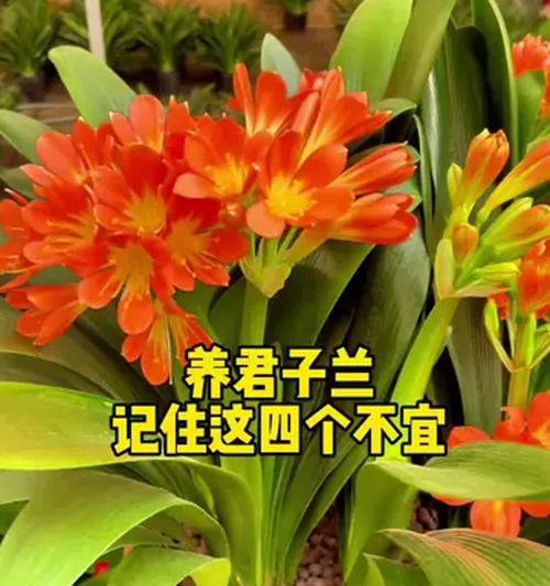 君子兰的养护方法是什么？有哪些注意事项？
