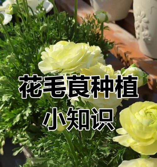 花毛茛的种植和养护全程攻略是什么？