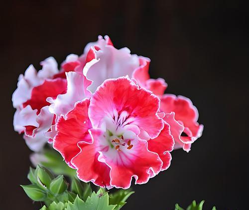 花卉盆天竺葵的养护要点是什么？