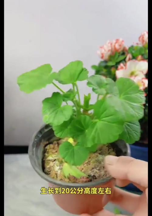 花卉盆天竺葵的养护要点是什么？