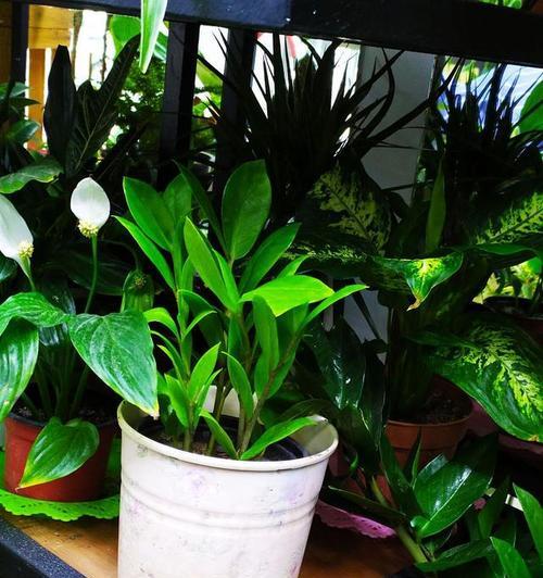 哪些花卉植物好看且吸有害气体？比绿萝好养吗？