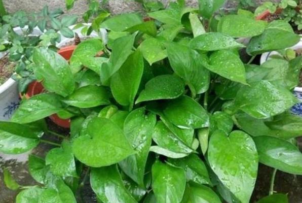 哪些花卉植物好看且吸有害气体？比绿萝好养吗？