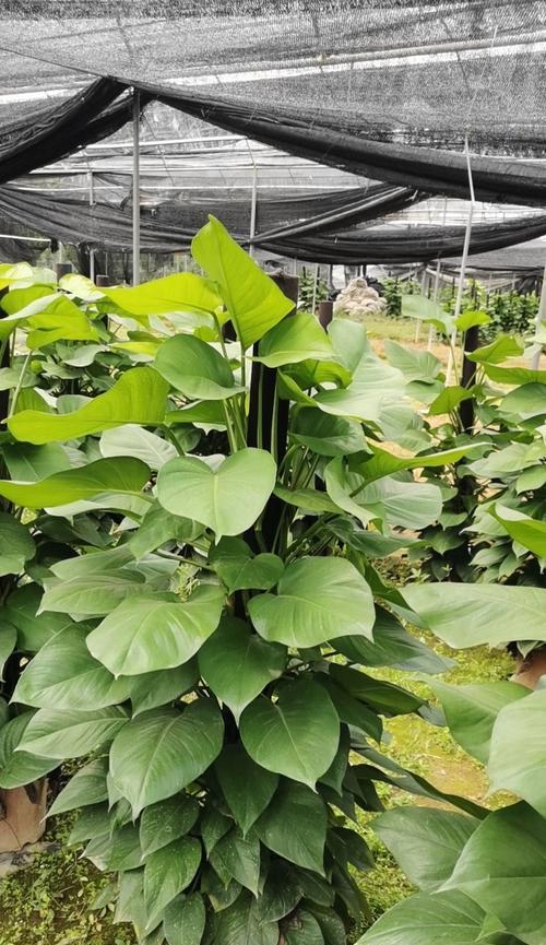 哪些花卉植物好看且吸有害气体？比绿萝好养吗？