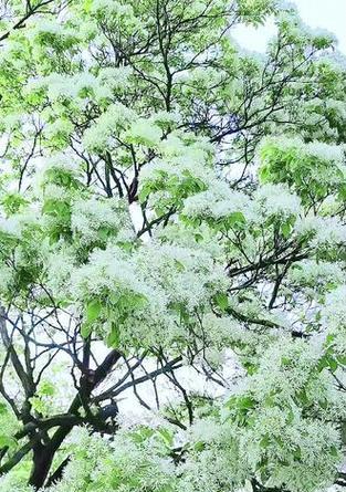 流苏花的花期有多长？有什么特别的吗？