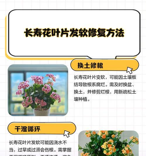 长寿花如何越冬？冬季养护秘籍用对了吗？