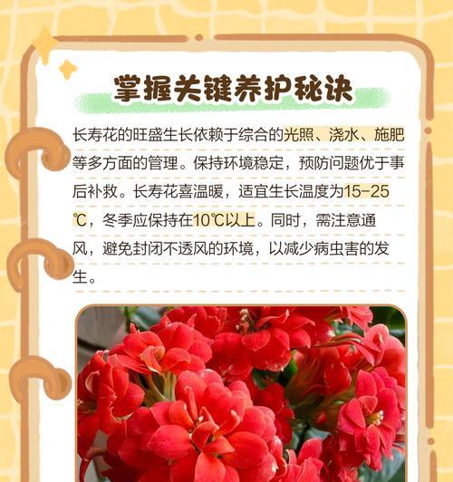 长寿花如何越冬？冬季养护秘籍用对了吗？