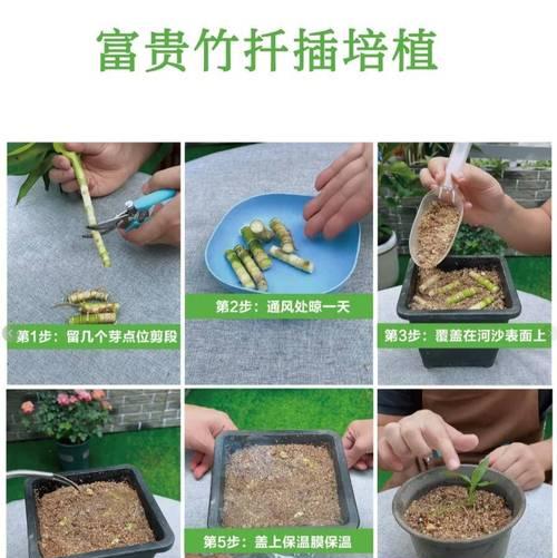 富贵竹水培有什么秘诀？新手如何做到零失败？