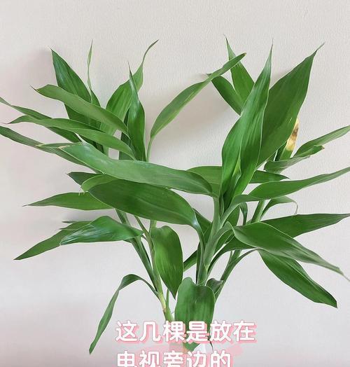 富贵竹水培有什么秘诀？新手如何做到零失败？