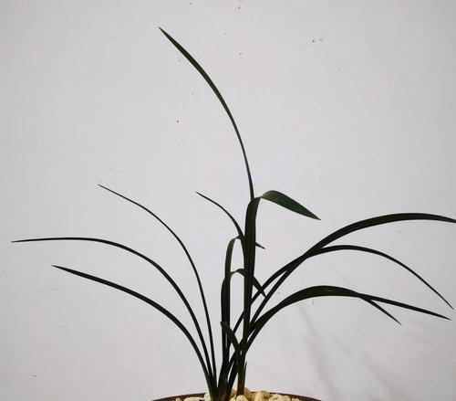 兰草如何才能养得旺盛？有什么技巧吗？