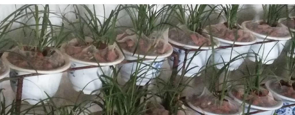 兰草如何才能养得旺盛？有什么技巧吗？