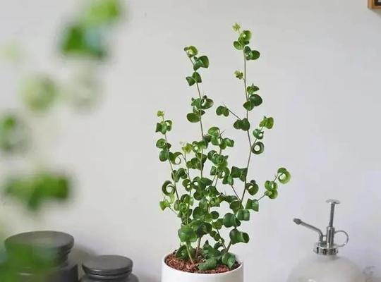 室内适合种植哪些花卉榕树？