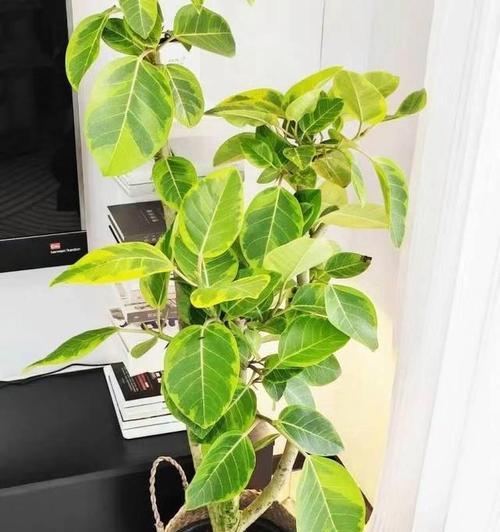 室内适合种植哪些花卉榕树？
