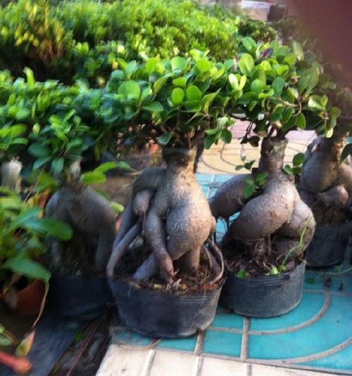 室内适合种植哪些花卉榕树？