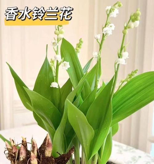 铃兰花光照要求是什么？如何正确养护？