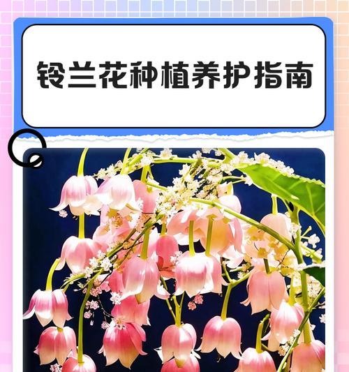 铃兰花光照要求是什么？如何正确养护？
