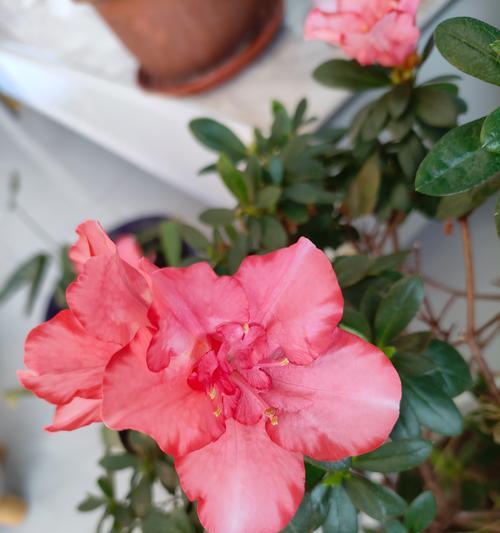 杜鹃什么时候开花？开花期能持续多久？
