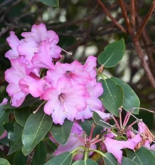 杜鹃什么时候开花？开花期能持续多久？