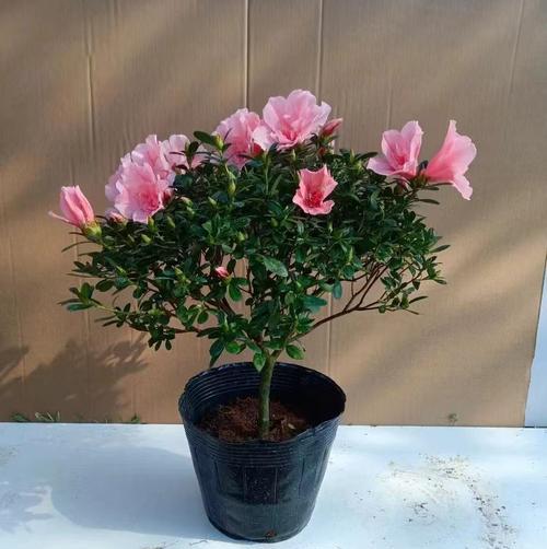 杜鹃什么时候开花？开花期能持续多久？