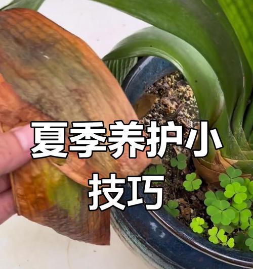 君子兰叶子发黄是什么原因？如何及时补救？