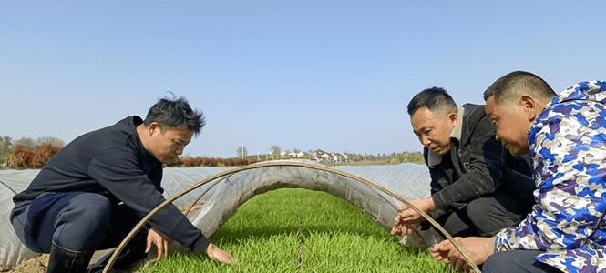水稻催芽全过程详解？温度湿度如何控制？