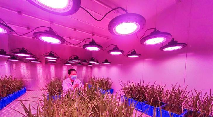水稻催芽全过程详解？温度湿度如何控制？