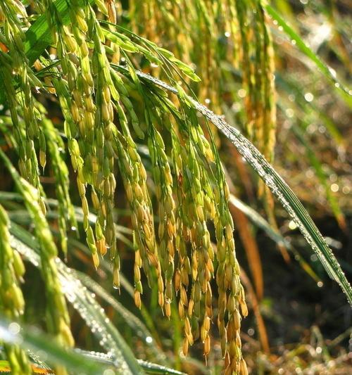 水稻催芽全过程详解？温度湿度如何控制？