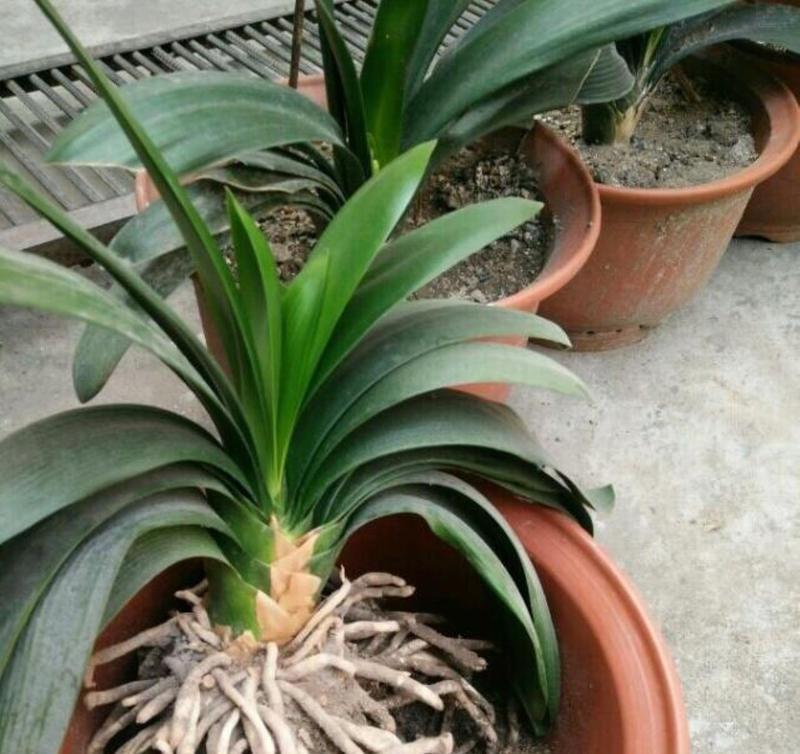 毛串君子兰盆栽的养护与管理方法？