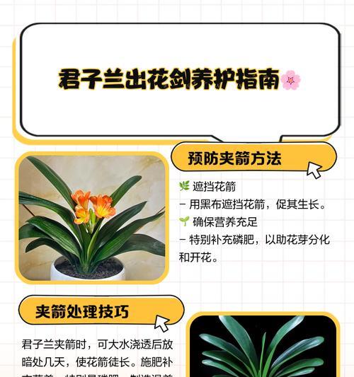 圆叶君子兰的养护方法是什么？