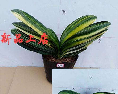 圆叶君子兰的养护方法是什么？