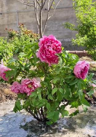 牡丹花种植应在春季还是秋季？