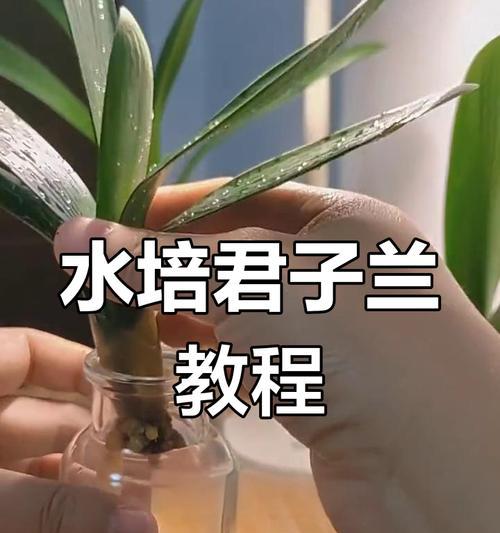 水培君子兰出现白色絮状物是什么原因？如何处理？