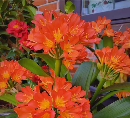 君子兰换土后需要晾根多久才能开花？
