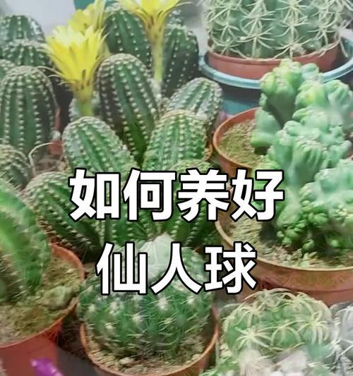皇冠开花仙人球的浇水技巧是什么？