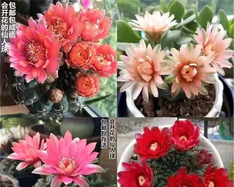 皇冠开花仙人球的浇水技巧是什么？