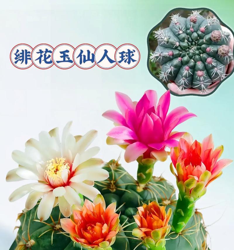 野外牡丹仙人球的冬季养护方法是什么？