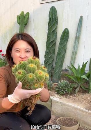 仙人球金冠的养殖土壤应该如何选择？