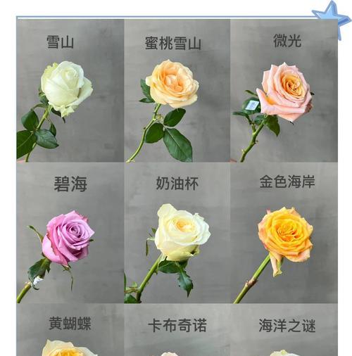 玫瑰花中丑且贵的品种是什么？