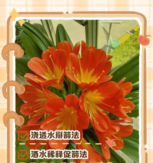 君子兰土如何浇透水？