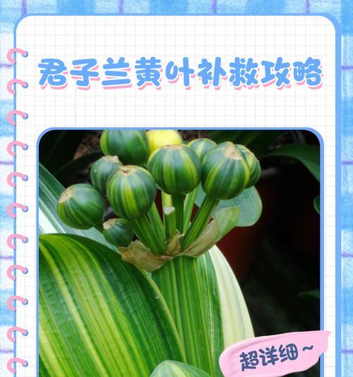 君子兰土如何浇透水？