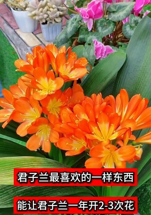 君子兰的养护方法有哪些才能使其开花？