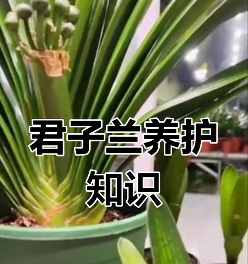 君子兰白墨的养护技巧是什么？