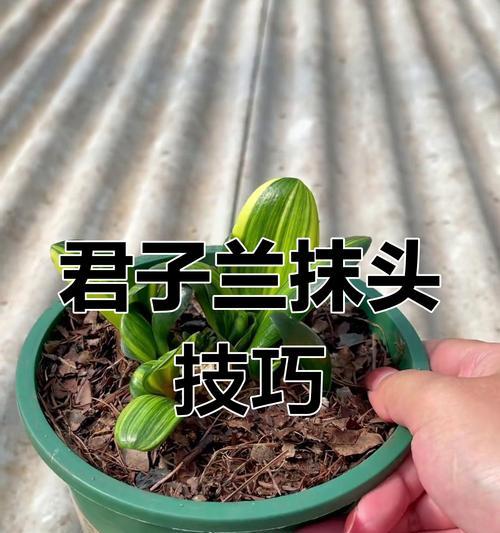 君子兰白墨的养护技巧是什么？
