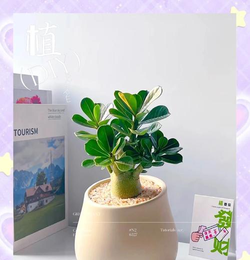 玫瑰花的正确养护方法是什么？