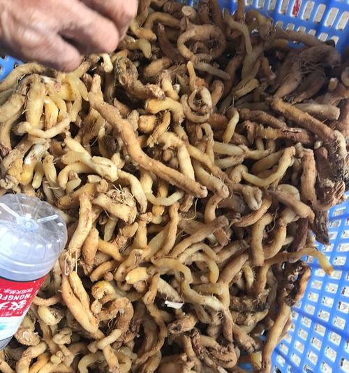 磁力菇仙人掌的种植步骤是什么？