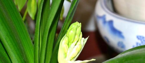 君子兰剪花茎的最佳时机是什么时候？