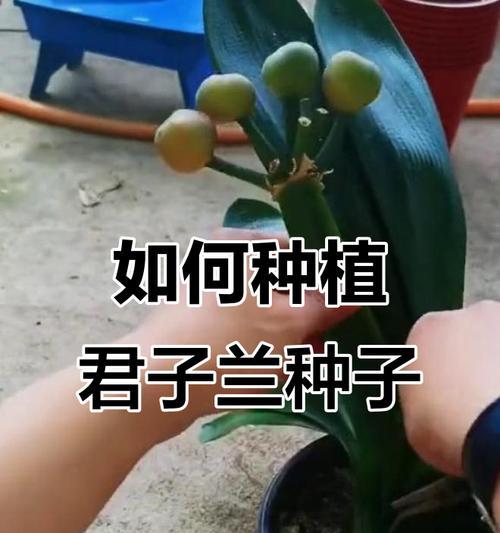 君子兰的种植方法是什么？