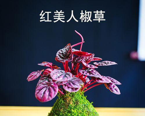 红宝石仙人掌球的养护方法是什么？