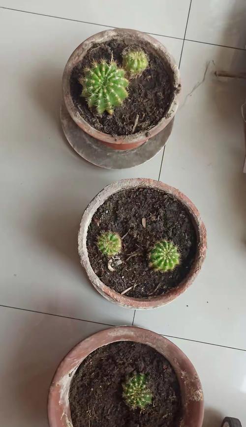 营养液在仙人球植物中的使用方法是什么？