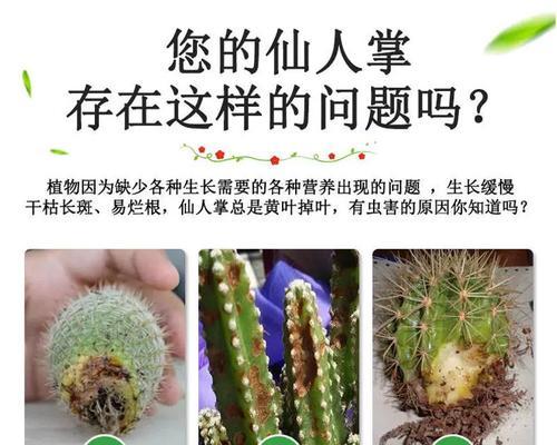 营养液在仙人球植物中的使用方法是什么？