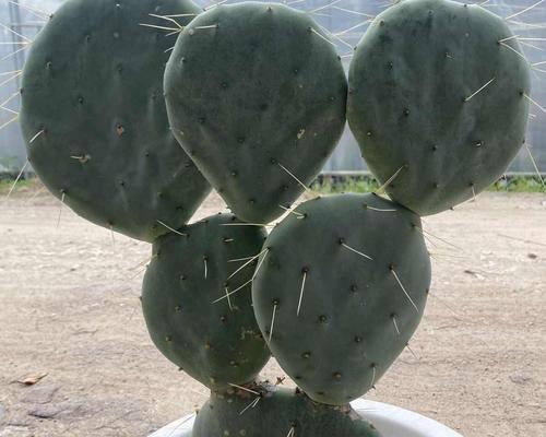 琉璃团扇仙人掌的种植步骤是什么？